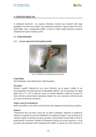  
 
 
 13
4. ESPÈCIES OBJECTIU
A continuació descriurem les espècies al·lòctones invasores que trobarem amb major
probabilitat a la nostra àrea d’estudi. Tota la informació mostrada en aquest capítol s’ha tret de
GEIB (2006), Sanz i col·laboradors (2004) i el Banc de Dades Global d’Espècies Invasores
(Global Invasive Species Database 2013).
4.1. FAUNA INVASORA
4.1.1. Carranc roig americà (Procambarusclarkii)
Foto 1. Exemplar de Procambarusclarkii capturat. 
Grup biològic
Fílum Arthropoda. Classe Malacostraca. Ordre Decapoda.
Descripció
Omnívor i sapròfit. S’alimenta de cucs, larves d’insectes, ous de peixos i amfibis. El seu
desenvolupament està determinat per la disponibilitat d’aliment i per la temperatura de l’aigua
(òptim entre 21º C i 27º C). Agressiu i voraç. Les femelles depositen i cuiden de les postes en
forats al llit del riu durant l’època reproductora (tardor). Viu a rius, maresmes i tolls de fons bla
per excavar els forats per a les postes.
Origen i raons de la introducció
Nord-oest de Mèxic i zona central i sud dels Estats Units. Explotació comercial i pesca esportiva.
Impactes
Transformació física del medi a través del seu hàbit escarbotador. Augmenta la quantitat de
nutrients en suspensió, incrementa el fitoplàncton i la terbolesa de l’aigua, i causa la pèrdua de la
cobertura vegetal. En densitats elevades, pot arribar a desestructurar la xarxa tròfica i afectar la
productivitat de l’ecosistema. Portador de l’afanomicosi, letal per als carrancs autòctons. La seua
presencia està relacionada amb la disminució dels amfibis i els peixos per efecte directe de la
 