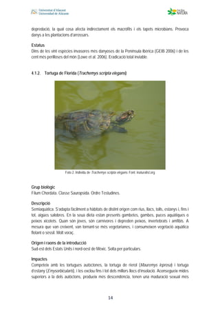  
 
 
 14
depredació, la qual cosa afecta indirectament els macròfits i els tapets microbians. Provoca
danys a les plantacions d’arrossars.
Estatus
Dins de les vint espècies invasores més danyoses de la Península Ibèrica (GEIB 2006) i de les
cent més perilloses del món (Lowe et al. 2006). Eradicació total inviable.
4.1.2. Tortuga de Florida (Trachemys scripta elegans)
Foto 2. Individu de Trachemys scripta elegans. Font: inaturalist.org
Grup biològic
Fílum Chordata. Classe Sauropsida. Ordre Testudines.
Descripció
Semiaquàtica. S’adapta fàcilment a hàbitats de distint origen com rius, llacs, tolls, estanys i, fins i
tot, aigües salobres. En la seua dieta estan presents gambetes, gambes, puces aquàtiques o
peixos xicotets. Quan són joves, són carnívores i depreden peixos, invertebrats i amfibis. A
mesura que van creixent, van tornant-se més vegetarianes, i consumeixen vegetació aquàtica
flotant o sèssil. Molt voraç.
Origen i raons de la introducció
Sud-est dels Estats Units i nord-oest de Mèxic. Solta per particulars.
Impactes
Competeix amb les tortugues autòctones, la tortuga de rierol (Mauremys leprosa) i tortuga
d’estany (Emysorbicularis), i les exclou fins i tot dels millors llocs d’insolació. Aconsegueix mides
superiors a la dels autòctons, produeix més descendència, tenen una maduració sexual més
 