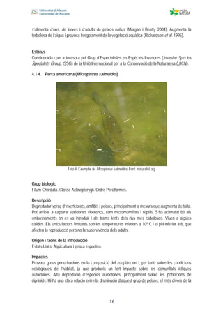  
 
 
 16
s’alimenta d’ous, de larves i d’adults de peixos natius (Morgan i Beatty 2004). Augmenta la
terbolesa de l’aigua i provoca l’esgotament de la vegetació aquàtica (Richardson et al. 1995).
Estatus
Considerada com a invasora pel Grup d’Especialistes en Espècies Invasores (Invasive Species
Specialists Group, ISSG) de la Unió Internacional per a la Conservació de la Naturalesa (UICN).
4.1.4. Perca americana (Micropterus salmoides)
Foto 4. Exemplar de Micropterus salmoides. Font: inaturalist.org
Grup biològic
Fílum Chordata. Classe Actinopterygii. Ordre Perciformes.
Descripció
Depredador voraç d’invertebrats, amfibis i peixos, principalment a mesura que augmenta de talla.
Pot arribar a capturar vertebrats riberencs, com micromamífers i rèptils. S’ha aclimatat bé als
embassaments on es va introduir i als trams lents dels rius més cabalosos. Viuen a aigües
càlides. Els únics factors limitants són les temperatures inferiors a 10º C i el pH inferior a 6, que
afecten la reproducció però no la supervivència dels adults.
Origen i raons de la introducció
Estats Units. Aqüicultura i pesca esportiva.
Impactes
Provoca greus pertorbacions en la composició del zooplàncton i, per tant, sobre les condicions
ecològiques de l’hàbitat, ja que produeix un fort impacte sobre les comunitats íctiques
autòctones. Alta depredació d’espècies autòctones, principalment sobre les poblacions de
ciprínids. Hi ha una clara relació entre la disminució d’aquest grup de peixos, el més divers de la
 