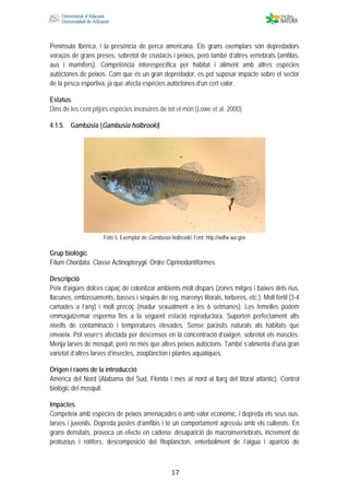  
 
 
 17
Península Ibèrica, i la presència de perca americana. Els grans exemplars són depredadors
voraços de grans preses, sobretot de crustacis i peixos, però també d’altres vertebrats (amfibis,
aus i mamífers). Competència interespecífica per hàbitat i aliment amb altres espècies
autòctones de peixos. Com que és un gran depredador, es pot suposar impacte sobre el sector
de la pesca esportiva, ja que afecta espècies autòctones d’un cert valor.
Estatus
Dins de les cent pitjors espècies invasores de tot el món (Lowe et al. 2000).
4.1.5. Gambúsia (Gambusia holbrooki)
Foto 5. Exemplar de Gambusia holbrooki. Font: http://wdfw.wa.gov
Grup biològic
Fílum Chordata. Classe Actinopterygii. Ordre Ciprinodontiformes.
Descripció
Peix d’aigües dolces capaç de colonitzar ambients molt dispars (zones mitges i baixes dels rius,
llacunes, embassaments, basses i sèquies de reg, marenys litorals, torberes, etc.). Molt fèrtil (3-4
camades a l’any) i molt precoç (madur sexualment a les 6 setmanes). Les femelles podem
emmagatzemar esperma fins a la següent estació reproductora. Suporten perfectament alts
nivells de contaminació i temperatures elevades. Sense paràsits naturals als hàbitats que
envaeix. Pot veure’s afectada per descensos en la concentració d’oxigen, sobretot els mascles.
Menja larves de mosquit, però no més que altres peixos autòctons. També s’alimenta d’una gran
varietat d’altres larves d’insectes, zooplàncton i plantes aquàtiques.
Origen i raons de la introducció
Amèrica del Nord (Alabama del Sud, Florida i més al nord al llarg del litoral atlàntic). Control
biològic del mosquit.
Impactes
Competeix amb espècies de peixos amenaçades o amb valor econòmic, i depreda els seus ous,
larves i juvenils. Depreda postes d’amfibis i té un comportament agressiu amb els cullerots. En
grans densitats, provoca un efecte en cadena: desaparició de macroinvertebrats, increment de
protozous i rotífers, descomposició del fitoplàncton, enterboliment de l’aigua i aparició de
 