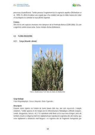  
 
 
 18
processos d’eutrofització. També provoca l’esgotament de la vegetació aquàtica (Richardson et
al., 1995). És difícil d’eradicar una vegada que s’ha establert així que la millor manera de reduir
el seu impacte és controlar la seua ulterior expansió.
Estatus
Dins de les vint espècies invasores més danyoses de la Península Ibérica (GEIB 2006). Ús com
a agent de control encara actiu. Sense mètode efectiu d’eliminació.
4.2. FLORA INVASORA
4.2.1. Canya (Arundo donax)
Foto 6. Arundo donax. Font: Banc de Dades de Biodiversitat
Grup biològic
Fílum Magnoliophyta. Classe Liliopsida. Ordre Cyperales.
Descripció
Envaeix zones ripàries en l’entorn de trams baixos dels rius, així com aiguamolls i marjals
costaners. També apareix en els marges de les infraestructures hidràuliques artificials (sèquies,
canals, desguassos, basses, etc.). Es reprodueix amb llavor en la seua àrea d’origen, però als
territoris envaïts es dispersa molt més ràpidament per reproducció vegetativa des del rizoma, que
creix ràpidament a distàncies molt llargues i es regenera des de fragments transportats per
 