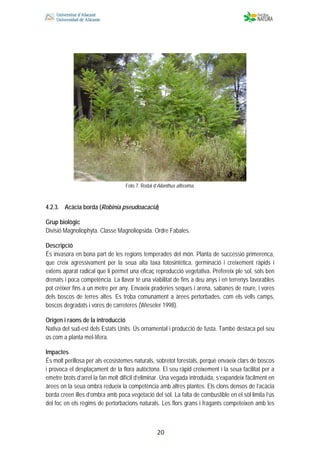  
 
 
 20
Foto 7. Rodal d’Ailanthus altissima.
4.2.3. Acàcia borda (Robinia pseudoacacia)
Grup biològic
Divisió Magnoliophyta. Classe Magnoliopsida. Ordre Fabales.
Descripció
És invasora en bona part de les regions temperades del món. Planta de successió primerenca,
que creix agressivament per la seua alta taxa fotosintètica, germinació i creixement ràpids i
extens aparat radical que li permet una eficaç reproducció vegetativa. Prefereix ple sol, sòls ben
drenats i poca competència. La llavor té una viabilitat de fins a deu anys i en terrenys favorables
pot créixer fins a un metre per any. Envaeix praderies seques i arena, sabanes de roure, i vores
dels boscos de terres altes. Es troba comunament a àrees pertorbades, com els vells camps,
boscos degradats i vores de carreteres (Wieseler 1998).
Origen i raons de la introducció
Nativa del sud-est dels Estats Units. Ús ornamental i producció de fusta. També destaca pel seu
ús com a planta mel·lífera.
Impactes
És molt perillosa per als ecosistemes naturals, sobretot forestals, perquè envaeix clars de boscos
i provoca el desplaçament de la flora autòctona. El seu ràpid creixement i la seua facilitat per a
emetre brots d’arrel la fan molt difícil d’eliminar. Una vegada introduïda, s’expandeix fàcilment en
àrees on la seua ombra redueix la competència amb altres plantes. Els clons densos de l’acàcia
borda creen illes d’ombra amb poca vegetació del sòl. La falta de combustible en el sòl limita l’ús
del foc en els règims de pertorbacions naturals. Les flors grans i fragants competeixen amb les
 