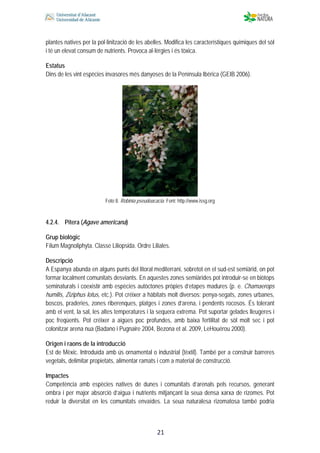  
 
 
 21
plantes natives per la pol·linització de les abelles. Modifica les característiques químiques del sòl
i té un elevat consum de nutrients. Provoca al·lèrgies i és tòxica.
Estatus
Dins de les vint espècies invasores més danyoses de la Península Ibèrica (GEIB 2006).
Foto 8. Robinia pseudoacacia. Font: http://www.issg.org
4.2.4. Pitera (Agave americana)
Grup biològic
Fílum Magnoliphyta. Classe Liliopsida. Ordre Liliales.
Descripció
A Espanya abunda en alguns punts del litoral mediterrani, sobretot en el sud-est semiàrid, on pot
formar localment comunitats desviants. En aquestes zones semiàrides pot introduir-se en biòtops
seminaturals i coexistir amb espècies autòctones pròpies d’etapes madures (p. e. Chamaerops
humilis, Ziziphus lotus, etc.). Pot créixer a hàbitats molt diversos: penya-segats, zones urbanes,
boscos, praderies, zones riberenques, platges i zones d’arena, i pendents rocosos. És tolerant
amb el vent, la sal, les altes temperatures i la sequera extrema. Pot suportar gelades lleugeres i
poc freqüents. Pot créixer a aigües poc profundes, amb baixa fertilitat de sòl molt sec i pot
colonitzar arena nua (Badano i Pugnaire 2004, Bezona et al. 2009, LeHouérou 2000).
Origen i raons de la introducció
Est de Mèxic. Introduïda amb ús ornamental o industrial (tèxtil). També per a construir barreres
vegetals, delimitar propietats, alimentar ramats i com a material de construcció.
Impactes
Competència amb espècies natives de dunes i comunitats d’arenals pels recursos, generant
ombra i per major absorció d’aigua i nutrients mitjançant la seua densa xarxa de rizomes. Pot
reduir la diversitat en les comunitats envaïdes. La seua naturalesa rizomatosa també podria
 