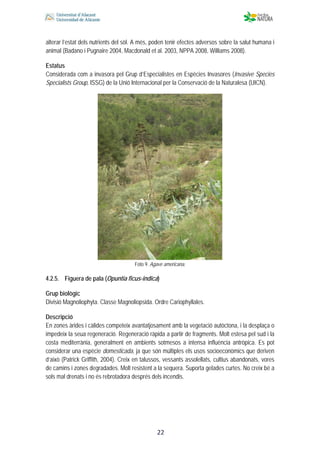  
 
 
 22
alterar l’estat dels nutrients del sòl. A més, poden tenir efectes adversos sobre la salut humana i
animal (Badano i Pugnaire 2004, Macdonald et al. 2003, NPPA 2008, Williams 2008).
Estatus
Considerada com a invasora pel Grup d’Especialistes en Espècies Invasores (Invasive Species
Specialists Group, ISSG) de la Unió Internacional per la Conservació de la Naturalesa (UICN).
Foto 9. Agave americana.
4.2.5. Figuera de pala (Opuntia ficus-indica)
Grup biològic
Divisió Magnoliophyta. Classe Magnoliopsida. Ordre Cariophyllales.
Descripció
En zones àrides i càlides competeix avantatjosament amb la vegetació autòctona, i la desplaça o
impedeix la seua regeneració. Regeneració ràpida a partir de fragments. Molt estesa pel sud i la
costa mediterrània, generalment en ambients sotmesos a intensa influència antròpica. Es pot
considerar una espècie domesticada, ja que són múltiples els usos socioeconòmics que deriven
d’això (Patrick Griffith, 2004). Creix en talussos, vessants assolellats, cultius abandonats, vores
de camins i zones degradades. Molt resistent a la sequera. Suporta gelades curtes. No creix bé a
sols mal drenats i no és rebrotadora després dels incendis.
 