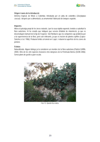  
 
 
 23
Origen i raons de la introducció
Amèrica tropical, de Mèxic a Colòmbia. Introduïda per al cultiu de cotxinilles (Dactylopius
coccus), i després per a alimentació, ús ornamental i fabricació de tanques vegetals.
Impactes
Altera el paisatge propi de les àrees naturals, i per la seua ràpida expansió, tendeix a substituir la
flora autòctona. Hi ha estudis que indiquen que serveix d’hàbitat de mixomicets, ja que es
desenvolupen damunt de la tija de l’espècie. Són floridures que no comporten cap problema per
a la supervivència de la flora, però són rellevants, ja que es tracten de plantes epífites (López-
Sánchez et al. 1986). Produeix ferides al ramat oví i caprí, i redueix la superfície de les zones de
pastura.
Estatus
Naturalitzada. Alguns biòlegs ja la consideren un membre de la flora autòctona (Patrick Griffith,
2004). Dins de les vint espècies invasores més danyoses de la Península Ibèrica (GEIB 2006).
Sense plans de gestió a gran escala.
Foto 10. Opuntia ficus-indica.
 