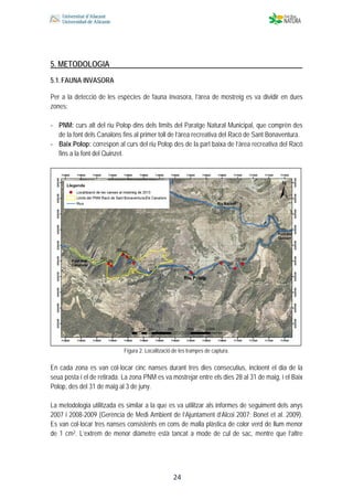  
 
 
 24
5. METODOLOGIA
5.1.FAUNA INVASORA
Per a la detecció de les espècies de fauna invasora, l’àrea de mostreig es va dividir en dues
zones:
‐ PNM: curs alt del riu Polop dins dels límits del Paratge Natural Municipal, que comprèn des
de la font dels Canalons fins al primer toll de l’àrea recreativa del Racó de Sant Bonaventura.
‐ Baix Polop: correspon al curs del riu Polop des de la part baixa de l’àrea recreativa del Racó
fins a la font del Quinzet.
Figura 2. Localització de les trampes de captura.
En cada zona es van col·locar cinc nanses durant tres dies consecutius, incloent el dia de la
seua posta i el de retirada. La zona PNM es va mostrejar entre els dies 28 al 31 de maig, i el Baix
Polop, des del 31 de maig al 3 de juny.
La metodologia utilitzada és similar a la que es va utilitzar als informes de seguiment dels anys
2007 i 2008-2009 (Gerència de Medi Ambient de l’Ajuntament d’Alcoi 2007; Bonet et al. 2009).
Es van col·locar tres nanses consistents en cons de malla plàstica de color verd de llum menor
de 1 cm2. L’extrem de menor diàmetre està tancat a mode de cul de sac, mentre que l’altre
 