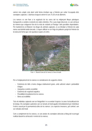  
 
 
 25
extrem més ample està obert amb forma d’embut cap a l’interior per evitar l’escapada dels
exemplars capturats. L’obertura d’aquest extrem té uns 15-20 cm de diàmetre.
Les nanses es van fixar a la vegetació de les vores del riu mitjançant llinyes plàstiques
transparents o cordons resistents de colors mimètics. Per a una major discreció, es van col·locar
de manera que estigueren fora de la vista de visitants al Paratge i dels possibles depredadors.
Per mantenir-les en flotació i no ofegar als animals capturats, es va introduir a l’interior de cada
nansa una botella buida tancada. L’esquer utilitzat va ser fetge de pollastre penjat de l’interior de
la nansa de forma que este quedava suspès al centre.
Foto 11. Situació d’una de les nanses a l’àrea d’estudi.
Per a l’emplaçament de les nanses es consideraren els següents criteris:
‐ Existència de tolls o trams d’aigua relativament grans, amb suficient volum i profunditat
d’aigua.
‐ Llunyania a camins assolellat.
‐ Existència de vegetació aquàtica.
‐ Possibilitat d’ocultament de les nanses.
‐ Bona accessibilitat.
Tots els individus capturats van ser fotografiats i es va anotar l’espècie, la zona i la localització de
la trampa. Els exemplars autòctons van ser tornats al medi aquàtic immediatament per minimitzar
l’estrès causat per la permanència dins de les nanses. Les espècies invasores, pel contrari, van
ser retirades del medi.
Com a complement de les nanses, es van anotar els exemplars detectats al llarg del recorregut
realitzat durant la col·locació i revisió de les nanses.
 