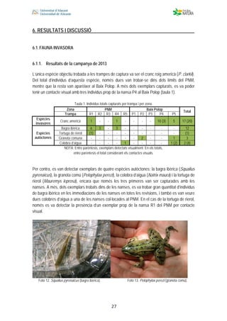  
 
 
 27
6. RESULTATS I DISCUSSIÓ
6.1.FAUNA INVASORA
6.1.1. Resultats de la campanya de 2013
L’única espècie objectiu trobada a les trampes de captura va ser el cranc roig americà (P. clarkii).
Del total d’individus d’aquesta espècie, només dues van trobar-se dins dels límits del PNM,
mentre que la resta van aparèixer al Baix Polop. A més dels exemplars capturats, es va poder
tenir un contacte visual amb tres individus prop de la nansa P4 al Baix Polop (taula 1).
Taula 1. Individus totals capturats per trampa i per zona.
Zona PNM Baix Polop
Trampa R1 R2 R3 R4 R5 P1 P2 P3 P4 P5
Total
Espècies
invasores
Cranc americà 1 - - 1 - - - - 10 (3) 5 17 (20)
Bagra ibèrica 6 3 - 3 - - - - - - 12
Tortuga de rierol (1) - - - - - - - - - (1)
Granota comuna - - - - - - 2 - - 1 3
Espècies
autòctones
Colobra d’aigua - - - - 1 - - - - 1 (2) 2 (4)
NOTA: Entre parèntesis, exemplars detectats visualment. En els totals,
entre parèntesis el total considerant els contactes visuals.
Per contra, es van detectar exemplars de quatre espècies autòctones: la bagra ibèrica (Squalius
pyrenaicus), la granota comú (Pelophylax perezi), la colobra d’aigua (Natrix maura) i la tortuga de
rierol (Mauremys leprosa), encara que només les tres primeres van ser capturades amb les
nanses. A més, dels exemplars trobats dins de les nanses, es va trobar gran quantitat d’individus
de bagra ibèrica en les immediacions de les nanses en totes les revisions, i també es van veure
dues colobres d’aigua a una de les nanses col·locades al PNM. En el cas de la tortuga de rierol,
només es va detectar la presència d’un exemplar prop de la nansa R1 del PNM per contacte
visual.
Foto 12. Squalius pyrenaicus (bagra ibèrica). Foto 13. Pelophylax perezi (granota comú).
 