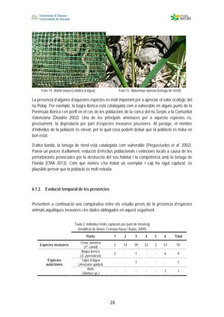  
 
 
 28
Foto 14. Natrix maura (colobra d’aigua). Foto 15. Mauremys leprosa (tortuga de rierol).
La presència d’algunes d’aquestes espècies és molt important per a apreciar el valor ecològic del
riu Polop. Per exemple, la bagra ibèrica està catalogada com a vulnerable en alguns punts de la
Península Ibèrica i en perill en el cas de les poblacions de la conca del riu Serpis a la Comunitat
Valenciana (Doadrio 2002). Una de les principals amenaces per a aquesta espècies és,
precisament, la depredació per part d’espècies invasores piscívores. Al paratge, el nombre
d’individus de la població és elevat, per la qual cosa podem deduir que la població es troba en
bon estat.
D’altra banda, la tortuga de rierol està catalogada com vulnerable (Pleguezuelos et al. 2002).
Pateix un procés d’aïllament, reducció d’efectius poblacionals i extincions locals a causa de les
pertorbacions provocades per la destrucció del seu hàbitat i la competència amb la tortuga de
Florida (CMA 2013). Com que només s’ha trobat un exemplar i cap ha sigut capturat, és
plausible pensar que la població és molt reduïda.
6.1.2. Evolució temporal de les presències
Presentem a continuació una comparativa entre els estudis previs de la presència d’espècies
animals aquàtiques invasores i les dades obtingudes en aquest seguiment.
Taula 2. Individus totals capturats per punt de mostreig
(modificat de Bonet, Constán-Nava i Rubio, 2009)
Punts 1 2 3 4 5 6 Total
Espècies invasores
Cranc americà
(P. clarkii)
2 14 39 22 2 13 92
Bagra ibèrica
(S. pyrenaicus)
2 - 1 - - 6 9
Talpó d’aigua
(Arvicolas apidus)
- - 1 - - - 1
Espècies
autòctones
Barb
(Barbus sp.)
- - - - - 1 1
 