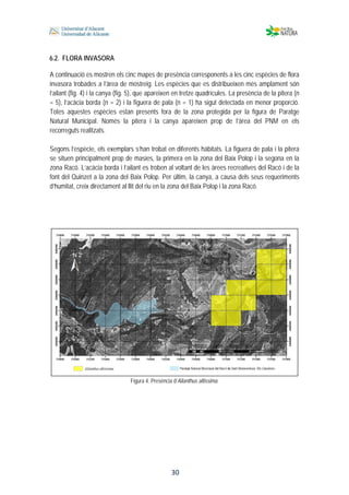  
 
 
 30
6.2. FLORA INVASORA
A continuació es mostren els cinc mapes de presència corresponents a les cinc espècies de flora
invasora trobades a l’àrea de mostreig. Les espècies que es distribueixen més amplament són
l’ailant (fig. 4) i la canya (fig. 5), que apareixen en tretze quadrícules. La presència de la pitera (n
= 5), l’acàcia borda (n = 2) i la figuera de pala (n = 1) ha sigut detectada en menor proporció.
Totes aquestes espècies estan presents fora de la zona protegida per la figura de Paratge
Natural Municipal. Només la pitera i la canya apareixen prop de l’àrea del PNM en els
recorreguts realitzats.
Segons l’espècie, els exemplars s’han trobat en diferents hàbitats. La figuera de pala i la pitera
se situen principalment prop de masies, la primera en la zona del Baix Polop i la segona en la
zona Racó. L’acàcia borda i l’ailant es troben al voltant de les àrees recreatives del Racó i de la
font del Quinzet a la zona del Baix Polop. Per últim, la canya, a causa dels seus requeriments
d’humitat, creix directament al llit del riu en la zona del Baix Polop i la zona Racó.
Figura 4. Presència d’Ailanthus altissima.
 