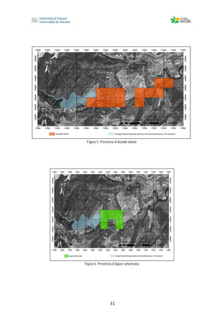  
 
 
 31
Figura 5. Presència d’Arundo donax.
Figura 6. Presència d’Agave americana.
 