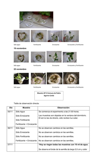 Informe experimento plantas 