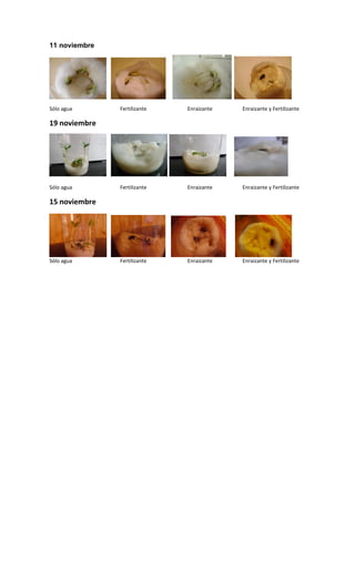 Informe experimento plantas 