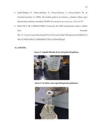 INFORME EXTRACCION DE ADN DE UN PLATANO-GRUPO B1.pdf