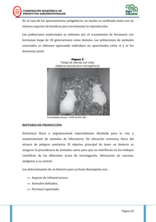 COMPOSICIÓN BIOQUÍMICA DE
PRODUCTOS AGROINDUSTRIALES
Página 28
En el caso de los apareamientos poligámicos, un macho es confinado junto con un
número superior de hembras para incrementar la reproducción.
Las poblaciones endocriadas se obtienen por el cruzamiento de hermanos con
hermanas luego de 20 generaciones como mínimo. Las poblaciones de animales
exocriados se obtienen apareando individuos no aparentados entre sí y se les
denomina stock.
BIOTERIO DE PRODUCCIÓN
Estructura física y organizacional especialmente diseñada para la cría y
mantenimiento de animales de laboratorio. De ubicación exclusiva, fuera del
alcance de peligros sanitarios. El objetivo principal de tener un bioterio es
asegurar la procedencia de animales sanos para que no interfieran en los trabajos
científicos de las diferentes áreas de investigación, fabricación de vacunas,
antígenos y su control.
Los determinantes de un bioterio para un buen desempeño son:
 Aspecto de infraestructura.
 Animales definidos.
 Personal capacitado.
 