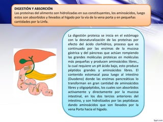 DIGESTIÓN Y ABSORCIÓN
Las proteínas del alimento son hidrolizadas en sus constituyentes, los aminoácidos, luego
estos son absorbidos y llevados al hígado por la vía de la vena porta y en pequeñas
cantidades por la Linfa.
La digestión proteica se inicia en el estómago
con la desnaturalización de las proteínas por
efecto del ácido clorhídrico, proceso que es
continuado por las enzimas de la mucosa
gástrica y del páncreas que actúan rompiendo
las grandes moléculas proteicas en moléculas
más pequeñas y producen aminoácidos libres.,
la cual requiere un pH ácido bajo, esto produce
péptidos grandes y aminoácidos libres. El
contenido estomacal pasa luego al intestino
(Duodeno) donde las enzimas pancreáticas lo
transforman en gran cantidad de aminoácidos
libres y oligopéptidos, los cuales son absorbidos
activamente y directamente por la mucosa
intestinal, en los dos tercios anteriores del
intestino, y son hidrolizados por las peptidasas
dando aminoácidos que son llevados por la
vena Porta hacia el hígado.
 