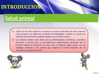Salud animal
a) Cada una de estas especies se alojará en cuartos separados de otras especies
o de animales con diferente condición microbiológica. Cuando se cuente con
sistemas de aislamiento, podrán alojarse en el mismo cuarto.
b) Los roedores deben estar libres de las enfermedades zoonóticas y parásitos
externos, a menos que el procedimiento experimental aprobado por el
Comité indique lo contrario. En este caso, el bioterio debe contar con las
medidas sanitarias y de control que asegure el control absoluto de los
animales en experimentación.
INTRODUCCION:
 