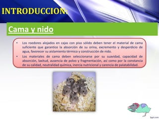 Cama y nido
• Los roedores alojados en cajas con piso sólido deben tener el material de cama
suficiente que garantice la absorción de su orina, excremento y desperdicio de
agua, favorecer su aislamiento térmico y construcción de nido.
• Los materiales de cama deben seleccionarse por su suavidad, capacidad de
absorción, laxitud, ausencia de polvo y fragmentación, así como por la constancia
de su calidad, neutralidad química, inercia nutricional y carencia de palatabilidad.
INTRODUCCION:
 