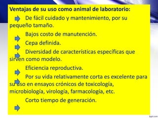 Ventajas de su uso como animal de laboratorio:
De fácil cuidado y mantenimiento, por su
pequeño tamaño.
Bajos costo de manutención.
Cepa definida.
Diversidad de características específicas que
sirven como modelo.
Eficiencia reproductiva.
Por su vida relativamente corta es excelente para
su uso en ensayos crónicos de toxicología,
microbiología, virología, farmacología, etc.
Corto tiempo de generación.
 