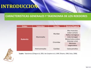 CARACTERISTICAS GENERALES Y TAXONOMIA DE LOS ROEDORES
INTRODUCCION:
Orden Suborden Familia Genero/Especie
Rodentia
Myomorpha
Muridae
Mus musculus
(raton común)
Rattus norvegicus
(rata noruega)
Criceridae
Mesocricetus aratus
(hámster sirio)
Meriones
unguiculatus
Histricomorpha Caviidae Cavia porcellus
Cuadro. Taxonómico (Zúñiga et al, 2001; Van Zutphen et al, 1999; Olivares, 1996; Osias, 2008).
 
