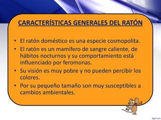 CARACTERÍSTICAS GENERALES DEL RATÓN
• El ratón doméstico es una especie cosmopolita.
• El ratón es un mamífero de sangre caliente, de
hábitos nocturnos y su comportamiento está
influenciado por feromonas.
• Su visión es muy pobre y no pueden percibir los
colores.
• Por su pequeño tamaño son muy susceptibles a
cambios ambientales.
 