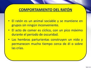 COMPORTAMIENTO DEL RATÓN
• El ratón es un animal sociable y se mantiene en
grupos sin ningún inconveniente.
• El acto de comer es cíclico, con un pico máximo
durante el periodo de oscuridad.
• Las hembras parturientas construyen un nido y
permanecen mucho tiempo cerca de él o sobre
las crías.
 
