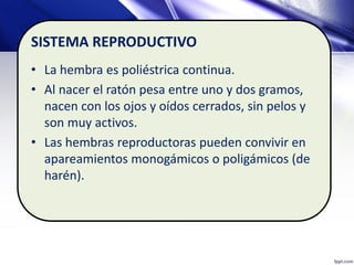 SISTEMA REPRODUCTIVO
• La hembra es poliéstrica continua.
• Al nacer el ratón pesa entre uno y dos gramos,
nacen con los ojos y oídos cerrados, sin pelos y
son muy activos.
• Las hembras reproductoras pueden convivir en
apareamientos monogámicos o poligámicos (de
harén).
 