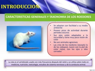 CARACTERISTICAS GENERALES Y TAXONOMIA DE LOS ROEDORES
• Se adaptan con facilidad a su medio
ambiente
• Poseen picos de actividad durante
periodos oscuros
• Sus ojos están adaptados a la
oscuridad y tiene muy poca visión de
color
• No son animales agresivos
• Las crías de los roedores (excepto la
de los cobayos), nacen con la piel de
color rojizo, con los ojos y idos
cerrados
INTRODUCCION:
La rata es el vertebrado usado con más frecuencia después del ratón y se utiliza sobre todo en
medicina, nutrición, toxicología, estudios de sistema nerviosos y de la conducta animal.
 