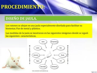 DISEÑO DE JAULA.
PROCEDIMIENTO:
Los ratones se alojan en una jaula especialmente diseñada para facilitar su
bienestar, Fue de metal y plástico.
Las medidas de la jaula se mostraran en las siguientes imágenes donde se siguió
las siguientes características.
 