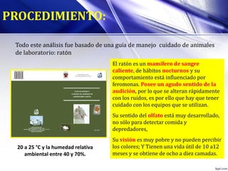 PROCEDIMIENTO:
Todo este análisis fue basado de una guía de manejo cuidado de animales
de laboratorio: ratón
El ratón es un mamífero de sangre
caliente, de hábitos nocturnos y su
comportamiento está influenciado por
feromonas. Posee un agudo sentido de la
audición, por lo que se alteran rápidamente
con los ruidos, es por ello que hay que tener
cuidado con los equipos que se utilizan.
Su sentido del olfato está muy desarrollado,
no sólo para detectar comida y
depredadores,
Su visión es muy pobre y no pueden percibir
los colores; Y Tienen una vida útil de 10 a12
meses y se obtiene de ocho a diez camadas.
20 a 25 °C y la humedad relativa
ambiental entre 40 y 70%.
 