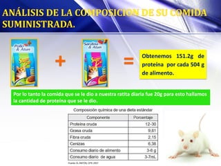 + = Obtenemos 151.2g de
proteína por cada 504 g
de alimento.
Por lo tanto la comida que se le dio a nuestra ratita diaria fue 20g para esto hallamos
la cantidad de proteína que se le dio.
 
