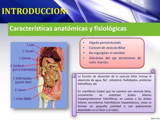 Características anatómicas y fisiológicas
• Hígado pentalobulado
• Carecen de vesícula Biliar
• No regurgitan ni vomitan
• Glándulas del ojo secreciones de
color marrón.
INTRODUCCION:
La función de absorción de la vesícula biliar incluye la
absorción de agua, Na+, colesterol, fosfolípidos, proteínas
hidrofílicas, etc
En mamíferos (ratas) que no cuentan con vesícula biliar,
únicamente se sintetizan ácidos biliares
hepatoprotectores hidrofílicos; en cuanto a los ácidos
biliares secundarios hidrofóbicos hepatotóxicos, estos se
forman en pequeña cantidad o son pobremente
absorbidos en el íleon y el colon.
 