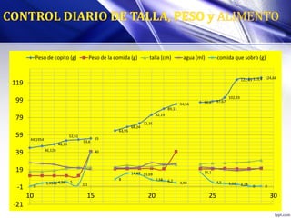 44,1954
46,128
48,39
52,61
53,6
55
63,95
68,24
72,35
82,19
89,11
94,56 96,6 97,67
102,03
122,43 123,4 124,66
0
3,4946 4,56 5
2,1
40
8
14,87 13,69
7,58 6,2 3,98
16,1
4,5 3,02 2,18 0 0
-21
-1
19
39
59
79
99
119
10 15 20 25 30
Peso de copito (g) Peso de la comida (g) talla (cm) agua (ml) comida que sobro (g)
 
