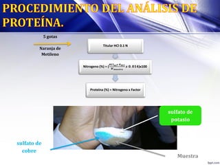 Titular HCl 0.1 N
Nitrogeno (%) = (
𝑯𝑪𝒍 𝒎𝒍 𝒙 𝑵 𝑯𝑪𝒍
𝑾 𝒎𝒖𝒆𝒔𝒕𝒓𝒂
𝒙 𝟎. 𝟎𝟏𝟒)x100
Proteina (%) = Nitrogeno x Factor
5 gotas
Naranja de
Metileno
sulfato de
cobre
sulfato de
potasio
Muestra
 