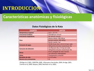 EVENTO DATOS
Temperatura corporal 35.9 – 37.5 ºC
Frecuencia Cardiaca 250-600 por minuto
Frecuencia respiratoria 66-144 por minuto
Peso
Macho adulto: 300-500 gr
Hembra adulta: 200-400 gr
Recién nacido: 5 gr
Consumo de agua
24-60 ml por día, o 10-12 ml por cada
100 gramos de peso corporal por día
Consumo de alimento
15-30 gr por día, o 5-6 gr por cada
100 gramos de peso corporal por día
Heces
Dura y alargada de color marrón
con extremos redondeados
Orina Transparente y amarilla
Duración de vida 2.5-3.5 años
Numero de cromosomas 42
Características anatómicas y fisiológicas
INTRODUCCION:
Datos Fisiológicos de la Rata
(Zúñiga et al, 2001; CINESTAV, 2009; Villanueva y Hernández, 2004; Arriaga, 2001;
Fuentes et al, 2008; Vásquez, 2009; Batchelor et al, 2005).
 