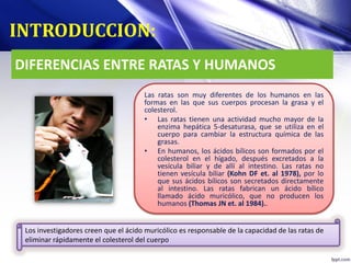 DIFERENCIAS ENTRE RATAS Y HUMANOS
INTRODUCCION:
Las ratas son muy diferentes de los humanos en las
formas en las que sus cuerpos procesan la grasa y el
colesterol.
• Las ratas tienen una actividad mucho mayor de la
enzima hepática 5-desaturasa, que se utiliza en el
cuerpo para cambiar la estructura química de las
grasas.
• En humanos, los ácidos bílicos son formados por el
colesterol en el hígado, después excretados a la
vesícula biliar y de allí al intestino. Las ratas no
tienen vesícula biliar (Kohn DF et. al 1978), por lo
que sus ácidos bílicos son secretados directamente
al intestino. Las ratas fabrican un ácido bílico
llamado ácido muricólico, que no producen los
humanos (Thomas JN et. al 1984)..
Los investigadores creen que el ácido muricólico es responsable de la capacidad de las ratas de
eliminar rápidamente el colesterol del cuerpo
 