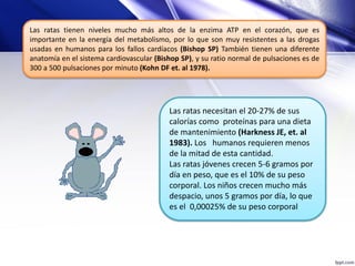Las ratas tienen niveles mucho más altos de la enzima ATP en el corazón, que es
importante en la energía del metabolismo, por lo que son muy resistentes a las drogas
usadas en humanos para los fallos cardíacos (Bishop SP) También tienen una diferente
anatomía en el sistema cardiovascular (Bishop SP), y su ratio normal de pulsaciones es de
300 a 500 pulsaciones por minuto (Kohn DF et. al 1978).
Las ratas necesitan el 20-27% de sus
calorías como proteínas para una dieta
de mantenimiento (Harkness JE, et. al
1983). Los humanos requieren menos
de la mitad de esta cantidad.
Las ratas jóvenes crecen 5-6 gramos por
día en peso, que es el 10% de su peso
corporal. Los niños crecen mucho más
despacio, unos 5 gramos por día, lo que
es el 0,00025% de su peso corporal
 