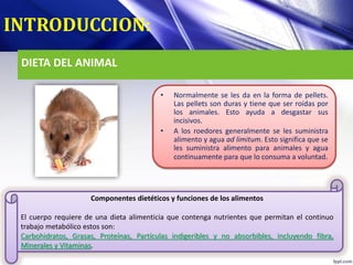 DIETA DEL ANIMAL
• Normalmente se les da en la forma de pellets.
Las pellets son duras y tiene que ser roídas por
los animales. Esto ayuda a desgastar sus
incisivos.
• A los roedores generalmente se les suministra
alimento y agua ad limitum. Esto significa que se
les suministra alimento para animales y agua
continuamente para que lo consuma a voluntad.
INTRODUCCION:
Componentes dietéticos y funciones de los alimentos
El cuerpo requiere de una dieta alimenticia que contenga nutrientes que permitan el continuo
trabajo metabólico estos son:
Carbohidratos, Grasas, Proteínas, Partículas indigeribles y no absorbibles, incluyendo fibra,
Minerales y Vitaminas.
 