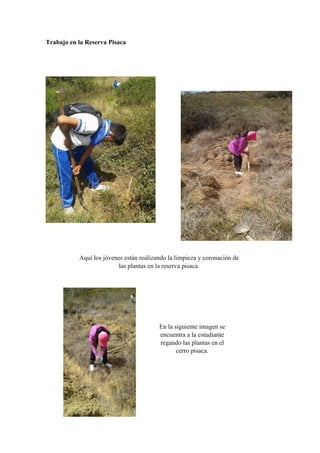 Trabajo en la Reserva Pisaca
Aquí los jóvenes están realizando la limpieza y coronación de
las plantas en la reserva pisaca.
En la siguiente imagen se
encuentra a la estudiante
regando las plantas en el
cerro pisaca.
 