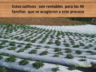 Estos cultivos  son rentables  para las 40 familias  que se acogieron a este proceso 