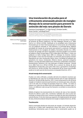 INFORME GALÁPAGOS 2011 - 2012

Una translocación de prueba para el
críticamente amenazado pinzón de manglar:
Manejo de la conservación para prevenir la
extinción del más raro pinzón de Darwin
Francesca Cunninghame¹,², H. Glyn Young², Christian Sevilla3,
Victor Carrión3,4 and Birgit Fessl¹,²
¹Fundación Charles Darwin, ²Durrell Wildlife Conservation Trust,
3
Dirección del Parque Nacional Galápagos, 4Island Conservation
Hábitat actual Playa Tortuga Negra,
Caleta Negra.
Foto: Francesca Cunninghame

El pinzón de manglar (Camarhynchus heliobates) es el más raro de las 13 especies
de pinzones de Darwin endémicas a las islas Galápagos (Dvorak et al., 2004;
Fessl et. al., 2010a & 2010b). Clasificado en la actualidad como Críticamente
Amenazado por la Unión Internacional para la Conservación de la Naturaleza,
con una población estimada en 100 individuos, es primordial llevar adelante
actividades de manejo de conservación para prevenir su extinción. Distribuido
históricamente en los manglares de Isabela y Fernandina (Dvorak et al., 2004),
el pinzón de manglar está ahora restringido a 30 Ha de manglar en el noroeste
de Isabela en Playa Tortuga Negra (PTN) y Caleta Black (CB) (Figura 1). Hubo una
población en bahía Cartago hasta 2009; sin embargo, los recientes intentos
para localizar a estas aves han fracasado. Las amenazas para la especie incluyen
depredación por ratas introducidas (Rattus rattus), mortalidad de polluelos por
parasitismo de moscas introducidas (Philornis downsi), potencial endogamia
debida a una baja densidad poblacional y fenómenos ambientales (maremotos,
levantamientos volcánicos, etc.) que destruyen el hábitat remanente (Dvorak
et al., 2004; Fessl et al., 2010a & 2010b). No se conocen los efectos de otros
depredadores introducidos como gatos (Felis catus) y garrapateros (Crotophaga
ani) (Fessl et al., 2010a & 2010b). Una combinación de las causas mencionadas
puede ser la razón para las disminuciones en el pasado (Fessl et al., 2011).

Actual manejo de la conservación
Pruebas con nidos artificiales y estudios del éxito de anidación muestran que
la depredación por ratas fue la principal amenaza para el auge reproductivo
(Fessl et al., 2010a & 2010b, Fessl et al., 2011). Como consecuencia, en las 30 Ha de
manglar se instalaron estaciones permanentes con veneno para ratas, colocadas
a 50 m de cada una a lo largo de transeptos (Fessl et al., 2010a). Los tubos se
cebaron con cubos de cera Klerat (0,05 g de brodifaco/kg), se revisaron cada 1-2
meses y se rellenaron cada vez que fue necesario. La carnada no consumida fue
removida.
Debido al régimen de envenenamiento, los números de ratas se han reducido.
Durante los últimos cuatro años, monitoreos realizados dos veces al año han
mostrado, en el peor de los casos, números muy bajos de ratas hacia el final de la
estación lluviosa. En los dos meses que siguieron a la implementación del control
de ratas, el éxito de anidación del pinzón de manglar se duplicó (Fessl et al., 2010a).

Translocación
Dada la restringida distribución del pinzón de manglar y la limitada dispersión
natural por su pobre éxito reproductivo (hasta hace poco), una de las más
beneficiosas herramientas para el manejo de la conservación puede ser el
174

 