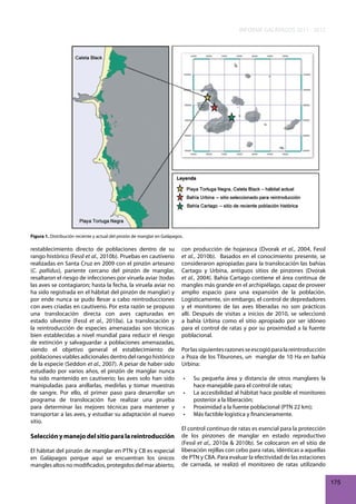 INFORME GALÁPAGOS 2011 - 2012

Figura 1. Distribución reciente y actual del pinzón de manglar en Galápagos.

restablecimiento directo de poblaciones dentro de su
rango histórico (Fessl et al., 2010b). Pruebas en cautiverio
realizadas en Santa Cruz en 2009 con el pinzón artesano
(C. pallidus), pariente cercano del pinzón de manglar,
resaltaron el riesgo de infecciones por viruela aviar (todas
las aves se contagiaron; hasta la fecha, la viruela aviar no
ha sido registrada en el hábitat del pinzón de manglar) y
por ende nunca se pudo llevar a cabo reintroducciones
con aves criadas en cautiverio. Por esta razón se propuso
una translocación directa con aves capturadas en
estado silvestre (Fessl et al., 2010a). La translocación y
la reintroducción de especies amenazadas son técnicas
bien establecidas a nivel mundial para reducir el riesgo
de extinción y salvaguardar a poblaciones amenazadas,
siendo el objetivo general el establecimiento de
poblaciones viables adicionales dentro del rango histórico
de la especie (Seddon et al., 2007). A pesar de haber sido
estudiado por varios años, el pinzón de manglar nunca
ha sido mantenido en cautiverio; las aves solo han sido
manipuladas para anillarlas, medirlas y tomar muestras
de sangre. Por ello, el primer paso para desarrollar un
programa de translocación fue realizar una prueba
para determinar las mejores técnicas para mantener y
transportar a las aves, y estudiar su adaptación al nuevo
sitio.

Selección y manejo del sitio para la reintroducción
El hábitat del pinzón de manglar en PTN y CB es especial
en Galápagos porque aquí se encuentran los únicos
mangles altos no modificados, protegidos del mar abierto,

con producción de hojarasca (Dvorak et al., 2004, Fessl
et al., 2010b). Basados en el conocimiento presente, se
consideraron apropiadas para la translocación las bahías
Cartago y Urbina, antiguos sitios de pinzones (Dvorak
et al., 2004). Bahía Cartago contiene el área continua de
mangles más grande en el archipiélago, capaz de proveer
amplio espacio para una expansión de la población.
Logísticamente, sin embargo, el control de depredadores
y el monitoreo de las aves liberadas no son prácticos
allí. Después de visitas a inicios de 2010, se seleccionó
a bahía Urbina como el sitio apropiado por ser idóneo
para el control de ratas y por su proximidad a la fuente
poblacional.
Por las siguientes razones se escogió para la reintroducción
a Poza de los Tiburones, un manglar de 10 Ha en bahía
Urbina:
•	
•	
•	
•	

Su	 pequeña	 área	 y	 distancia	 de	 otros	 manglares	 la	
hace manejable para el control de ratas;
La	accesibilidad	al	hábitat	hace	posible	el	monitoreo	
posterior a la liberación;
Proximidad	a	la	fuente	poblacional	(PTN	22	km);
Más	factible	logística	y	financieramente.

El control continuo de ratas es esencial para la protección
de los pinzones de manglar en estado reproductivo
(Fessl et al., 2010a & 2010b). Se colocaron en el sitio de
liberación rejillas con cebo para ratas, idénticas a aquellas
de PTN y CBA. Para evaluar la efectividad de las estaciones
de carnada, se realizó el monitoreo de ratas utilizando
175

 