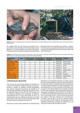 INFORME GALÁPAGOS 2011 - 2012

a

b

Figura 2. a) Pinzón de manglar adulto con radiotransmisor listo para la transferencia; b) cajas para el transporte de las aves con los pinzones adentro.
Fotos: B. Barrett

de manglar. Todas las aves fueron encontradas vivas y
cerca del sitio de reintroducción 48 horas después de la
liberación. Un juvenil regresó una semana más tarde a
PTN, pero los ocho restantes se quedaron cerca del sitio de

liberación hasta que se perdieron las señales, se cayeron
los transmisores o se gastaron las baterías. A los siete días
un juvenil fue hallado muerto en la zona árida a 500 m del
sitio de liberación.

Tabla 3. Número de días en que cada ave fue monitoreada y número de posiciones obtenidas usando telemetría, transmisor recuperado, última fecha
observado con o sin telemetría, y destino (* reproducción exitosa confirmada).

Identificación
del ave

Sexo

No. días rastreado con radio

No. posiciones
con telemetría

Transmisor
recuperado

Última fecha
observado

Destino

Anaranjado / verde

J

5

13

si

28/05/2010

desconocido

Rojo / amarillo

J

2

6

no

27/05/2010

desconocido

Rosado / azul

H

9

15

si

15/04/2011

PTN

Dorado / púrpura

M

8

6

no

03/05/2012*

PTN

Azul / azul

J

3

5

no

26/05/2011

desconocido

Rojo

M

16

35

no

16/02/2012

PTN

Púrpura / verde

J

7

9

si

27/05/2010

muerto

Rosado / amarillo

H

6

15

si

28/05/2010

desconocido

Rojo / anaranjado

J

8

5

no

21/04/2012

PTN

2. Monitoreo por observación
Una vez que los transmisores dejaron de funcionar, se
continuó el monitoreo mediante observación directa y
atención a sonidos. Se utilizaron sonidos pregrabados
para generar respuesta de pinzones de manglar en el
área de búsqueda desde el bosque de manglar en el sitio
de liberación hasta la costa de PTN. Tras concluir con
el monitoreo telemétrico, las búsquedas se realizaron
mensualmente por 4-17 días hasta mayo de 2011. Las
observaciones de aves anilladas continuaron con viajes
quincenales a PTN cada mes desde octubre hasta mayo
durante la estación reproductiva de 2011/12.
Durante los cuatro meses posteriores al monitoreo por

telemetría, no se localizaron pinzones en Urbina, a pesar
de 232 horas de búsqueda por personal entrenado durante
tres viajes de campo. En noviembre de 2010, sin embargo,
un macho adulto respondió al sonido pregrabado en el
sitio de liberación y un mes más tarde, en diciembre, esta
ave, junto a otro macho adulto, fue encontrada cantando
en PTN. Estos individuos fueron observados durante las
temporadas reproductivas del 2010/2011 y 2011/2012, y
se confirmó la reproducción exitosa para uno de ellos en
2012. A principios de 2011 y 2012 se encontró al juvenil
que regresó a PTN poco después de la translocación,
y durante mayo de 2011 una de las hembras adultas
fue encontrada en PTN. Todos los avistamientos de los
individuos transferidos conocidos se confirmaron en el
campo por la lectura de los anillos de colores.
177

 