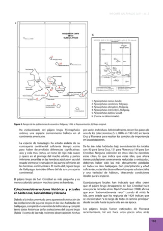 INFORME GALÁPAGOS 2011 - 2012
a

92

91

90

BOSQUEJO DE CARTA
DE LAS
ISLAS GALÁPAGOS

I. Wenman (Wolf)

b

1

1

3
I. Abingdon (Pinta)

3?

I. Tower (Genovesa)

I. Bindloe (Marchena)
Roca Redonda
0

0

I. James (Santiago)

1

Caleta
Tagus

1?
I. Duncan
(Pinzón)

I. Narborough
(Fernandina)

Punta Cristóbal
1
Pta. Essex

I. Albemarle (Isabela)

4

6

I. Jervis
(Rábida)

4?

4

I. Indefatigable
(Santa Cruz)

Islotes Crossman

I. Chatham (San Cristóbal)
Roca Dalrymple
I. Barrington (Santa Fe)

5
1

Islote Brattle

2
I. Charles (Floreana)
Roca Black Beach

I. Hood (Española)

92

91

90

1. Pyrocephalus nanus, Gould.
2. Pyrocephalus carolensis, Ridgway.
3. Pyrocephalus abingdoni, Ridgway.
4. Pyrocephalus intercedens, Ridgway.
5. Pyrocephalus dubius, Gould.
6. (Forma no determinada).

Figura 3. Rangos de las poblaciones de acuerdo a Ridgway, 1896. a) Representación, b) Mapa original.

Ha evolucionado del pájaro brujo, Pyrocephalus
rubinus, una especie comúnmente hallada en el
continente americano.
La especie de Galápagos ha estado aislada de su
contraparte continental suficiente tiempo como
para haber desarrollado diferencias significativas:
alas y cola más cortas, un tono de rojo más suave
y opaco en el plumaje del macho adulto, y partes
inferiores amarillas en las hembras adultas en vez del
rosado cremoso y estriado en las partes inferiores de
las hembras continentales. El canto del pájaro brujo
de Galápagos también difiere del de su contraparte
continental.
El pájaro brujo de San Cristóbal es más pequeño y es
menos colorido tanto en machos como en hembras.

Colecciones/observaciones históricas y actuales
en Santa Cruz, San Cristóbal y Floreana
Debido a la indocumentada pero aparente disminución de
las poblaciones de pájaros brujos en las islas habitadas de
Galápagos, completé una revisión de la literatura y compilé
tanto datos históricos de las colecciones del pájaro brujo
(Tabla 1) como de las más recientes observaciones hechas

por varios individuos. Adicionalmente, recorrí los pasos de
uno de los coleccionistas (S. L. Billib en 1961-62) en Santa
Cruz y Floreana para resaltar los cambios de importancia
en las poblaciones.
De las tres islas habitadas bajo consideración los totales
son: 90 para Santa Cruz, 151 para Floreana y 134 para San
Cristóbal. Ninguna colección en otras islas ha excedido
estas cifras, lo que indica que estas islas, que ahora
tienen poblaciones severamente reducidas o extirpadas,
debieron haber sido las más densamente pobladas
en todas las islas Galápagos. Con precipitación y edad
suficientes, estas islas desarrollaron bosques substanciales
y una variedad de hábitats, ofreciendo condiciones
ideales para la especie.
Guardaparques locales han indicado que ellos creen
que el pájaro brujo desapareció de San Cristóbal hace
unas pocas décadas atrás. David Steadman (1988) afirma
que eran “extremadamente raros” cuando él visitó la
isla, pero añade que los registros de 1929 indican que
se encontraban “a lo largo de todo el camino principal”
desde la costa hasta la parte alta en esa época.
Los pájaros brujos fueron extirpados de Floreana
recientemente, tal vez hace unos pocos años atrás
183

 