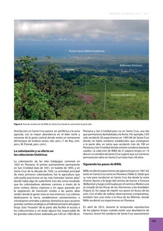 INFORME GALÁPAGOS 2011 - 2012

Puerto Ayora (Bahía Academia)

Bellavista (Fortuna)
Granjas

Camino a Media Luna

Figura 4. Ruta de recolección de Billib en Santa Cruz desde la costa hasta la parte alta.

distribución en Santa Cruz parece ser periférica a la zona
agrícola, con la mayor abundancia en el lado norte y
noroeste de la parte central donde existe un remanente
del bosque de Scalesia (autor, obs. pers.; T. de Roy, com.
pers.; M. Dvorak, pers. com.).

La colonización y su efecto en
las colecciones históricas
La colonización de las islas Galápagos comenzó en
1832 en Floreana. El primer asentamiento permanente
en San Cristóbal data de 1851, en Isabela de 1893, y en
Santa Cruz de la década de 1920. La actividad principal
de estos primeros colonizadores fue la agricultura que
solo podía practicarse en las más húmedas “partes altas”
donde había algo de suelo fértil. Esto dio como resultado
que los colonizadores abrieran caminos a través de la
zona costera, densa, espinosa y sin agua, pasando por
la vegetación de transición rumbo a las partes altas
verdes donde la gente vivía en ese entonces. Los colonos
desbrozaron la tierra, establecieron asentamientos, e
introdujeron animales y plantas domésticas que causaron
grandes cambios ecológicos al hábitat primario del pájaro
brujo. Esta “invasión” de la parte alta facilitó el acceso a
los coleccionistas y sin duda alguna fue responsable de
las grandes colecciones realizadas por CAS en 1905-06 en

Floreana y San Cristóbal pero no en Santa Cruz, una isla
que permanecía deshabitada a la fecha. Por ejemplo, CAS
solo recolectó 30 especímenes en 1905-06 de Santa Cruz
donde no había senderos establecidos que condujeran
a la parte alta, en tanto que recolectó más de 100 en
Floreana y San Cristóbal donde existían senderos bastante
usados. La colección de Billib de 21 pájaros brujos en 14
días en un sendero de Santa Cruz sugiere que sus números
permanecían altos en Santa Cruz hasta hace 50 años.

Siguiendo los pasos de Billib
Billib recolectó especímenes de pájaros brujos en 1961-62
tanto en Santa Cruz como en Floreana (Tabla 2). Dado que
su ruta para recolectar en Santa Cruz iba desde la costa
(Puerto Ayora) a lo largo del camino de burros a Fortuna
(Bellavista) y luego continuaba por el camino a Media Luna
al costado de las fincas de los Horneman y los Kastdalen
(Figura 2), fui capaz de repetir sus pasos en busca de las
aves. Con el afán de realizar observaciones comparativas,
también hice una visita a la finca de los Wittmer, donde
Billib recolectó sus especímenes en Floreana.
En abril de 2012, durante la temporada reproductiva
de los pájaros brujos cuando existe una abundancia de
insectos, recorrí los senderos de Santa Cruz exactamente
185

 