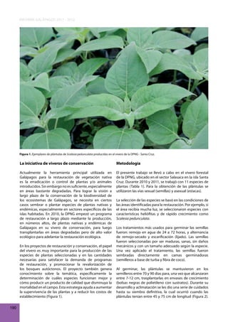 INFORME GALÁPAGOS 2011 - 2012

Figura 1. Ejemplares de plántulas de Scalesia pedunculata producidas en el vivero de la DPNG - Santa Cruz.

La iniciativa de viveros de conservación

Metodología

Actualmente la herramienta principal utilizada en
Galápagos para la restauración de vegetación nativa
es la erradicación o control de plantas y/o animales
introducidos. Sin embargo no es suficiente, especialmente
en áreas bastante degradadas. Para lograr la visión a
largo plazo de la conservación de la biodiversidad de
los ecosistemas de Galápagos, se necesita en ciertos
casos sembrar o plantar especies de plantas nativas y
endémicas, especialmente en sectores específicos de las
islas habitadas. En 2010, la DPNG empezó un programa
de restauración a largo plazo mediante la producción,
en números altos, de plantas nativas y endémicas de
Galápagos en su vivero de conservación, para luego
transplantarlas en áreas degradadas pero de alto valor
ecológico para adelantar la restauración ecológica.

El presente trabajo se llevó a cabo en el vivero forestal
de la DPNG, ubicado en el sector Salasaca en la isla Santa
Cruz. Durante 2010 y 2011, se trabajó con 11 especies de
plantas (Tabla 1). Para la obtención de las plántulas se
utilizaron las vías sexual (semillas) y asexual (estacas).

En los proyectos de restauración y conservación, el papel
del vivero es muy importante para la producción de las
especies de plantas seleccionadas y en las cantidades
necesarias para satisfacer la demanda de programas
de restauración, y promocionar la revalorización de
los bosques autóctonos. El proyecto también genera
conocimiento sobre la temática, específicamente la
determinación de cuáles especies funcionan mejor y
cómo producir un producto de calidad que disminuya la
mortalidad en el campo. Esta estrategia ayuda a aumentar
la supervivencia de las plantas y a reducir los costos de
establecimiento (Figura 1).
190

La selección de las especies se basó en las condiciones de
las áreas identificadas para la restauración. Por ejemplo, si
el área recibía mucha luz, se seleccionaron especies con
características heliófitas y de rápido crecimiento como
Scalesia pedunculata.
Los tratamientos más usados para germinar las semillas
fueron: remojo en agua de 24 a 72 horas, y alternancia
de remojo-secado y escarificación (lijado). Las semillas
fueron seleccionadas por ser maduras, sanas, sin daños
mecánicos y con un tamaño adecuado según la especie.
Una vez aplicado el tratamiento, las semillas fueron
sembradas directamente en camas germinadoras
(semilleros a base de turba y fibra de coco).
Al germinar, las plántulas se mantuvieron en los
semilleros entre 70 y 90 días para, una vez que alcanzaran
entre 7-12 cm, trasplantarlas en envases de crecimiento
(bolsas negras de polietileno con sustratos). Durante su
desarrollo y aclimatación se les dio una serie de cuidados
hasta su siembra definitiva, la cual ocurrió cuando las
plántulas tenían entre 45 y 75 cm de longitud (Figura 2).

 
