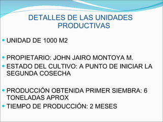 DETALLES DE LAS UNIDADES  PRODUCTIVAS UNIDAD DE 1000 M2  PROPIETARIO: JOHN JAIRO MONTOYA M. ESTADO DEL CULTIVO: A PUNTO DE INICIAR LA SEGUNDA COSECHA PRODUCCIÓN OBTENIDA PRIMER SIEMBRA: 6 TONELADAS APROX TIEMPO DE PRODUCCIÓN: 2 MESES 
