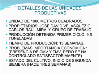 DETALLES DE LAS UNIDADES  PRODUCTIVAS  UNIDAD DE 1000 METROS CUADRADOS.  PROPIETARIOS: JOSÉ DAVID VELÁSQUEZ G, CARLOS RAÚL MIRA  Y GRUPO DE TRABAJO. PRODUCCIÓN OBTENIDA PRIMER CICLO: 9.5 TONELADAS TIEMPO DE PRODUCCIÓN: 13 SEMANAS. PROBLEMAS IMPORTANCIA ECONÓMICA : (PRESENCIA DE CMV Y TMV, PERO SE HA CONTROLADO SATISFACTORIAMENTE) ESTADO DEL CULTIVO: INICIO DE SEGUNDA SIEMBRA (HACE TRES SEMANAS) 