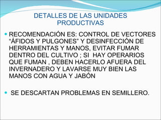 DETALLES DE LAS UNIDADES PRODUCTIVAS RECOMENDACIÓN ES: CONTROL DE VECTORES “ÁFIDOS Y PULGONES” Y DESINFECCIÓN DE HERRAMIENTAS Y MANOS, EVITAR FUMAR  DENTRO DEL CULTIVO ; SI  HAY OPERARIOS QUE FUMAN , DEBEN HACERLO AFUERA DEL INVERNADERO Y LAVARSE MUY BIEN LAS MANOS CON AGUA Y JABÓN SE DESCARTAN PROBLEMAS EN SEMILLERO. 