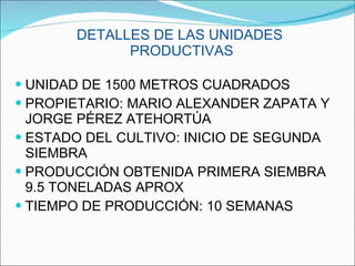 DETALLES DE LAS UNIDADES  PRODUCTIVAS UNIDAD DE 1500 METROS CUADRADOS  PROPIETARIO: MARIO ALEXANDER ZAPATA Y JORGE PÉREZ ATEHORTÚA ESTADO DEL CULTIVO: INICIO DE SEGUNDA SIEMBRA PRODUCCIÓN OBTENIDA PRIMERA SIEMBRA 9.5 TONELADAS APROX TIEMPO DE PRODUCCIÓN: 10 SEMANAS 